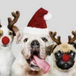 De Magie van Samenzijn: Kerst vieren met je Hond